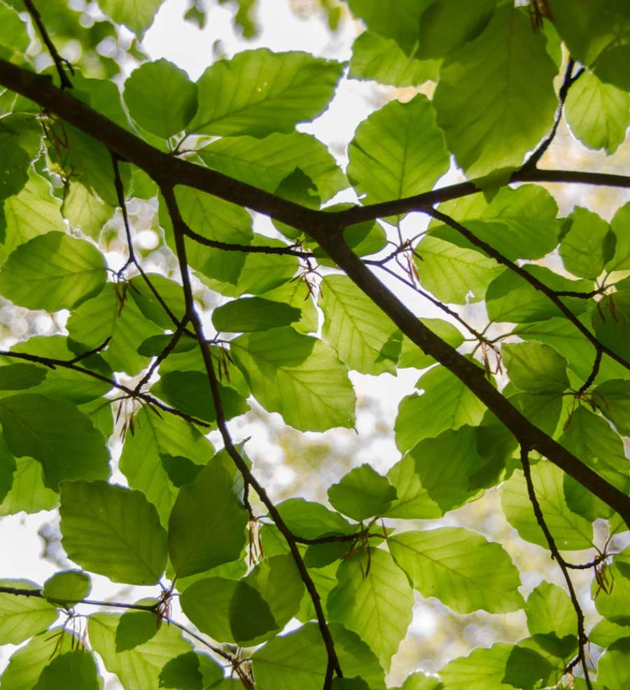 leaves