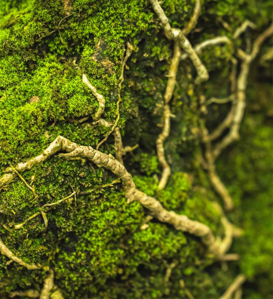 moss