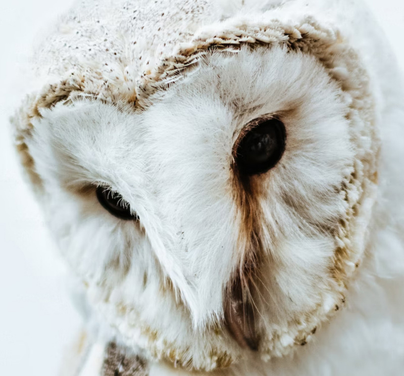 owl